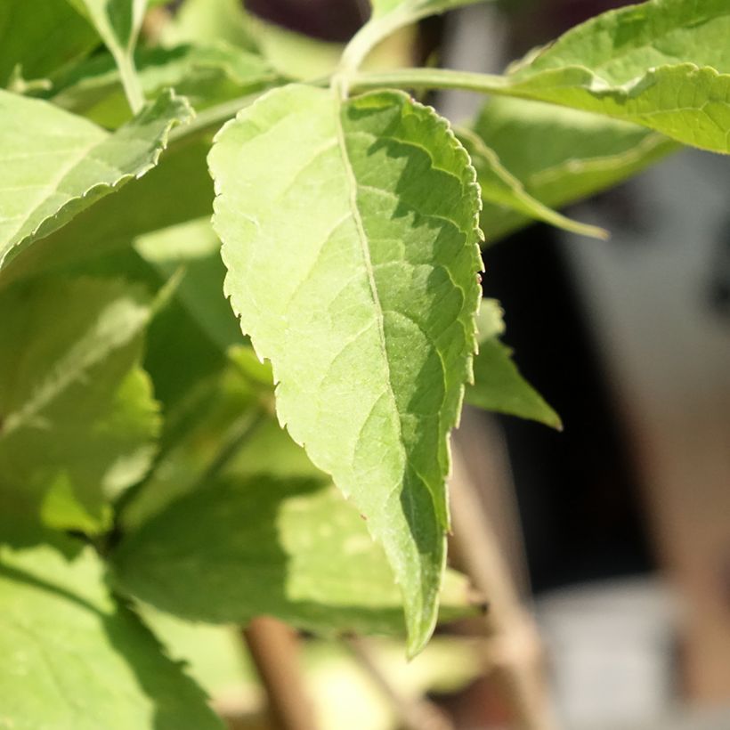 Sambucus nigra Korsor - Sambuco (Fogliame)