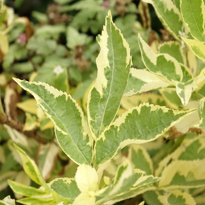 Sambuco nero Madonna (Fogliame)