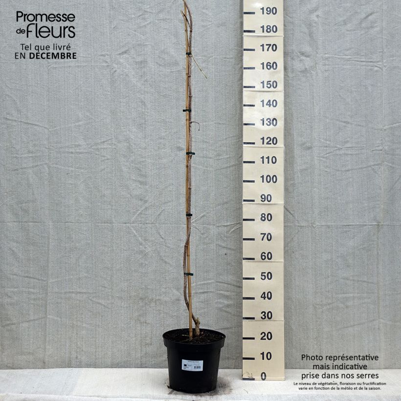 Sureau noir - Sambucus nigra Pendula - Pot de 12L/15L esemplare consegnato in inverno