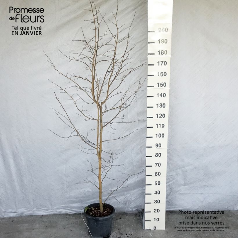 Sycoparrotia semidecidua Autunno Rosso Pot de 12L/15L esemplare consegnato in inverno