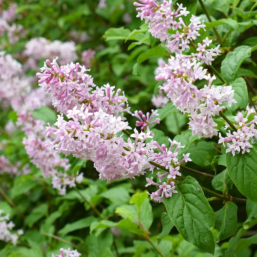 Syringa josikae - Lillà (Fioritura)