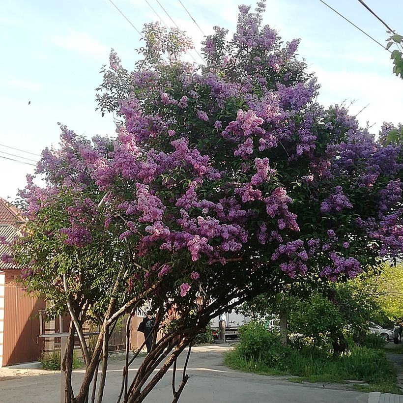 Syringa josikae - Lillà (Porto)