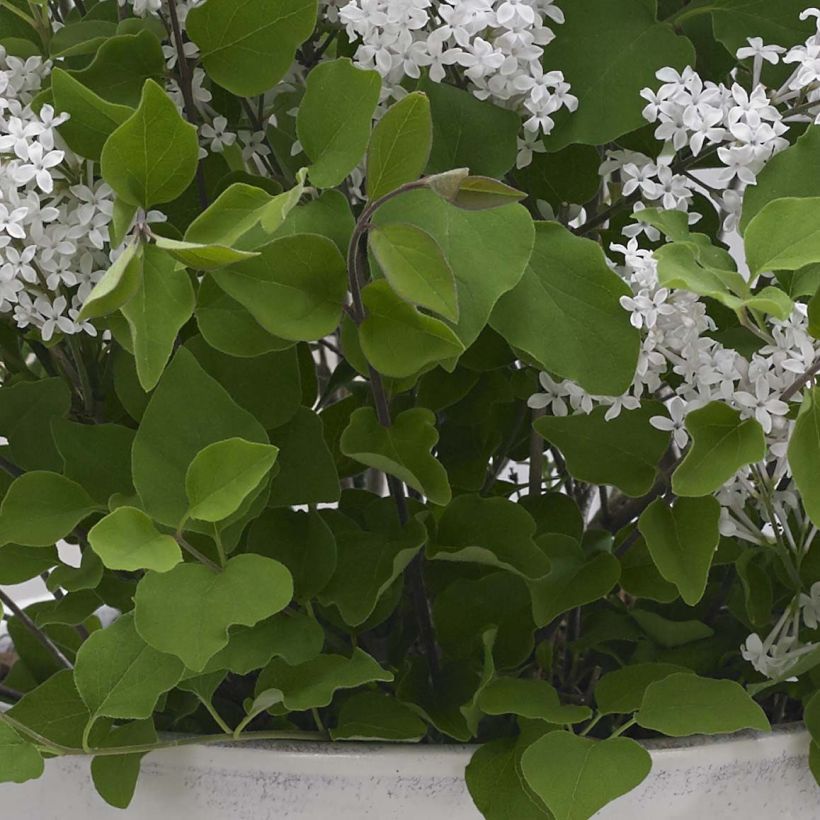 Syringa meyeri Flowerfesta White - Lillà nano (Fogliame)