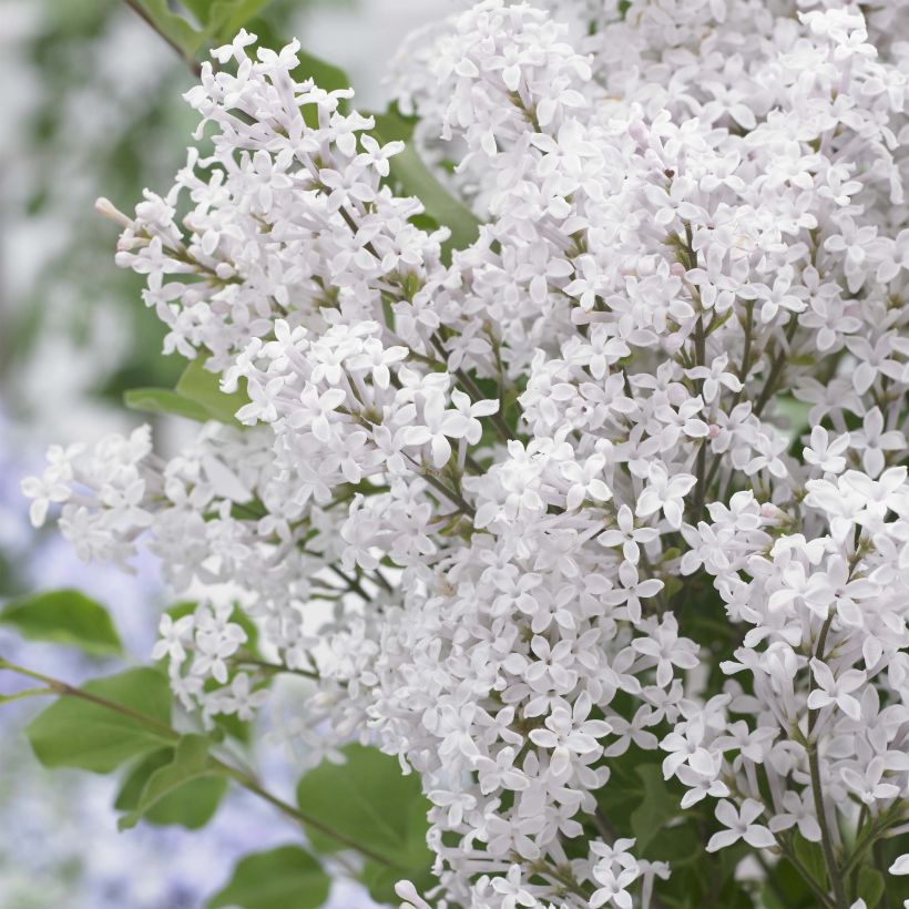 Syringa meyeri Flowerfesta White - Lillà nano (Fioritura)