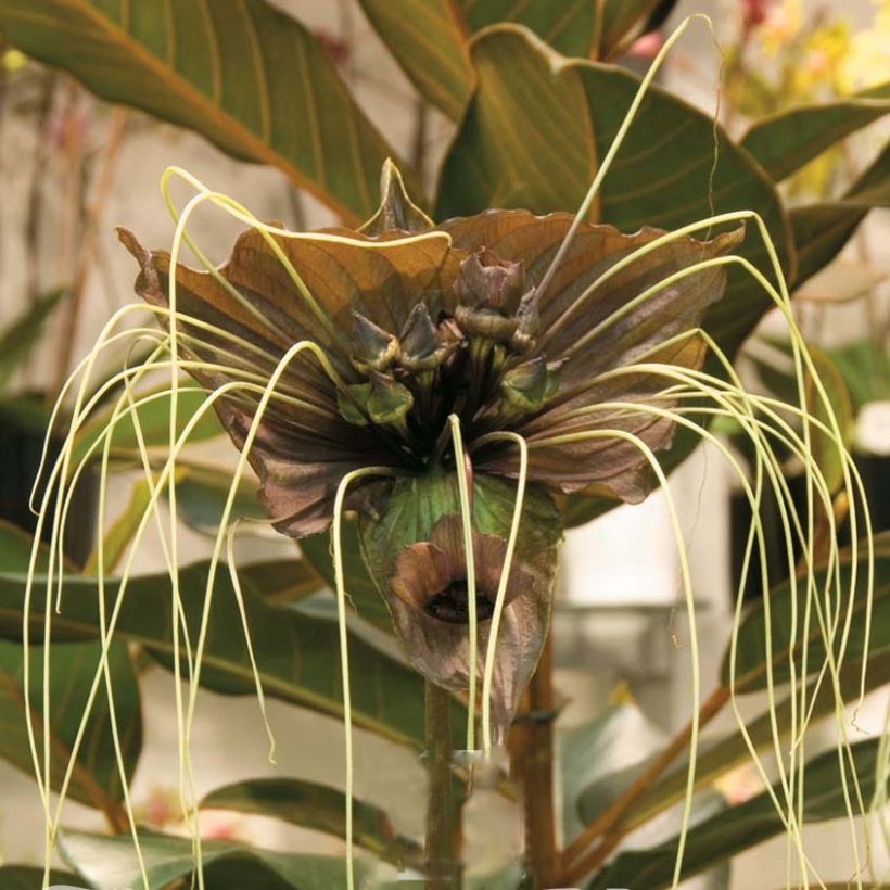 Tacca chantrieri Green Isle (Fioritura)