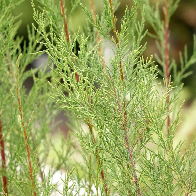 Tamarix ramosissima Hulsdonk White - Tamerice (Fogliame)