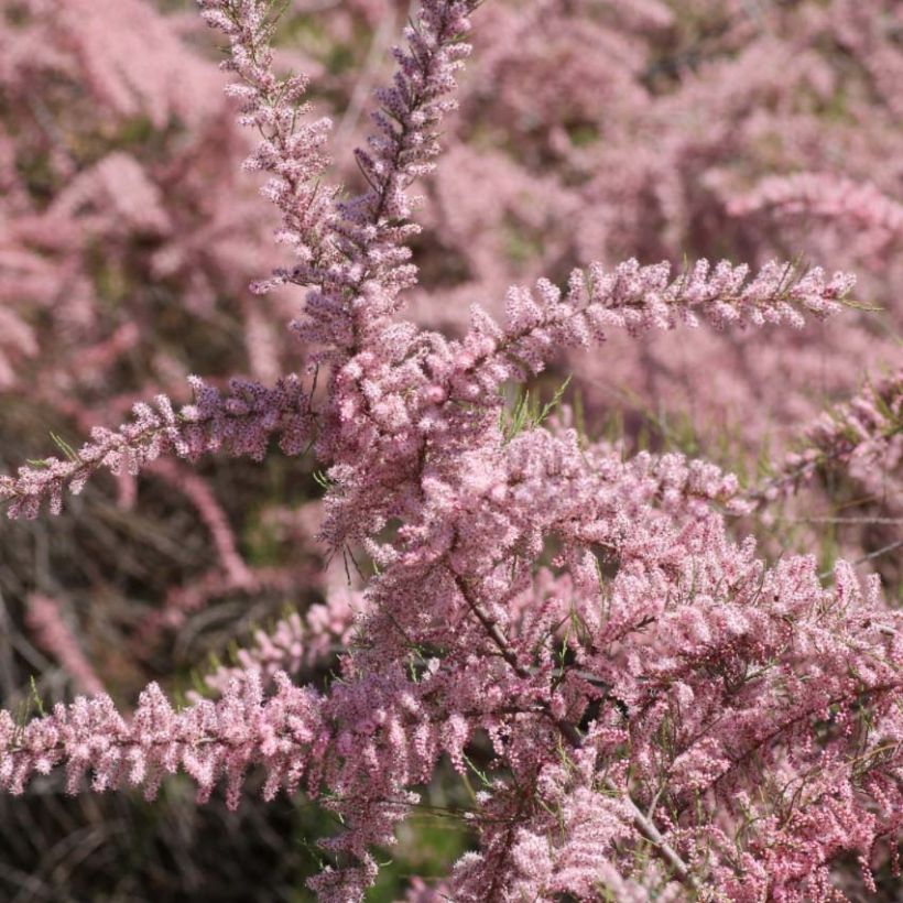 Tamarix parviflora - Tamerice a fiori piccoli (Fioritura)