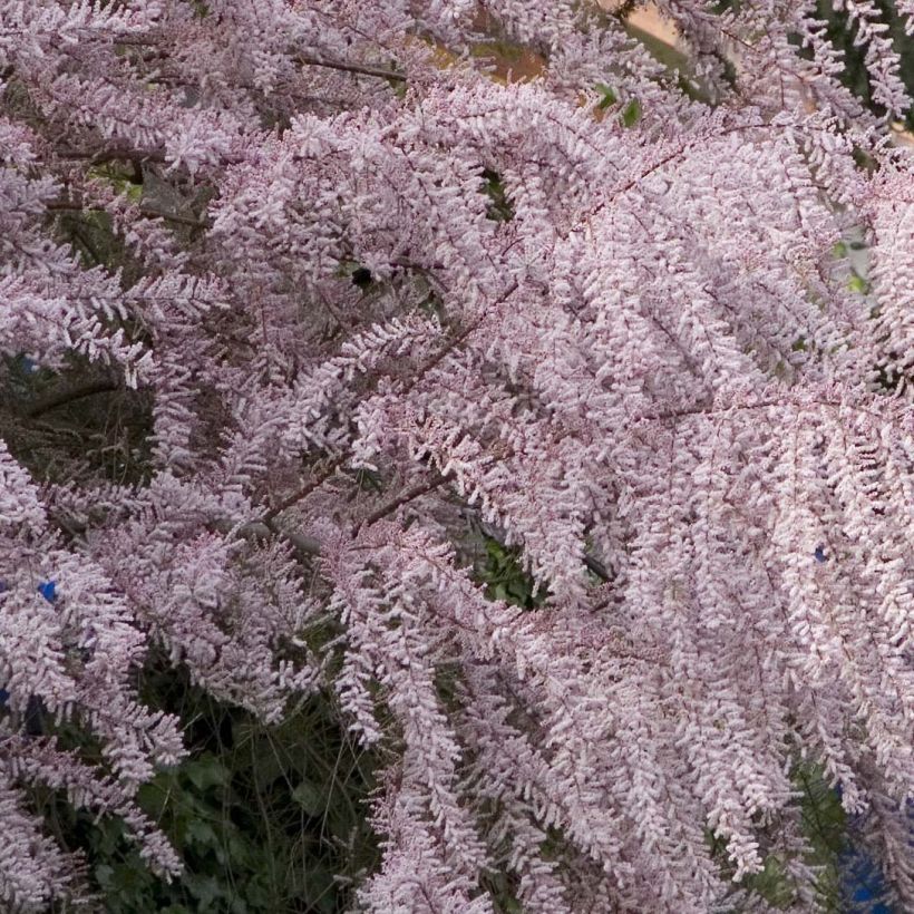 Tamarix tetrandra - Tamerice tetrandra (Fioritura)