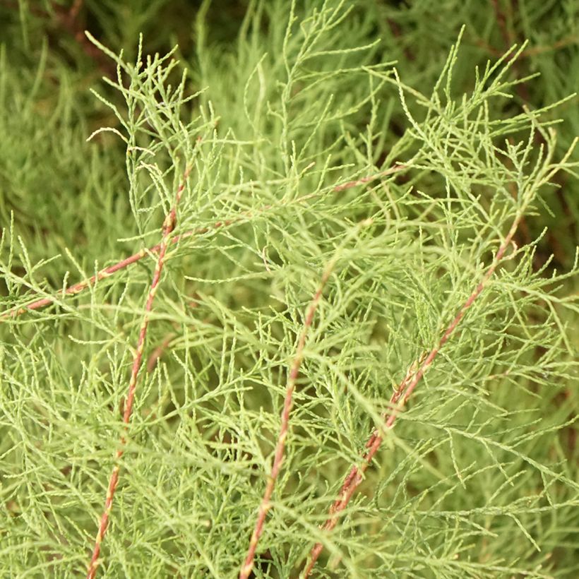 Tamarix tetrandra - Tamerice tetrandra (Fogliame)