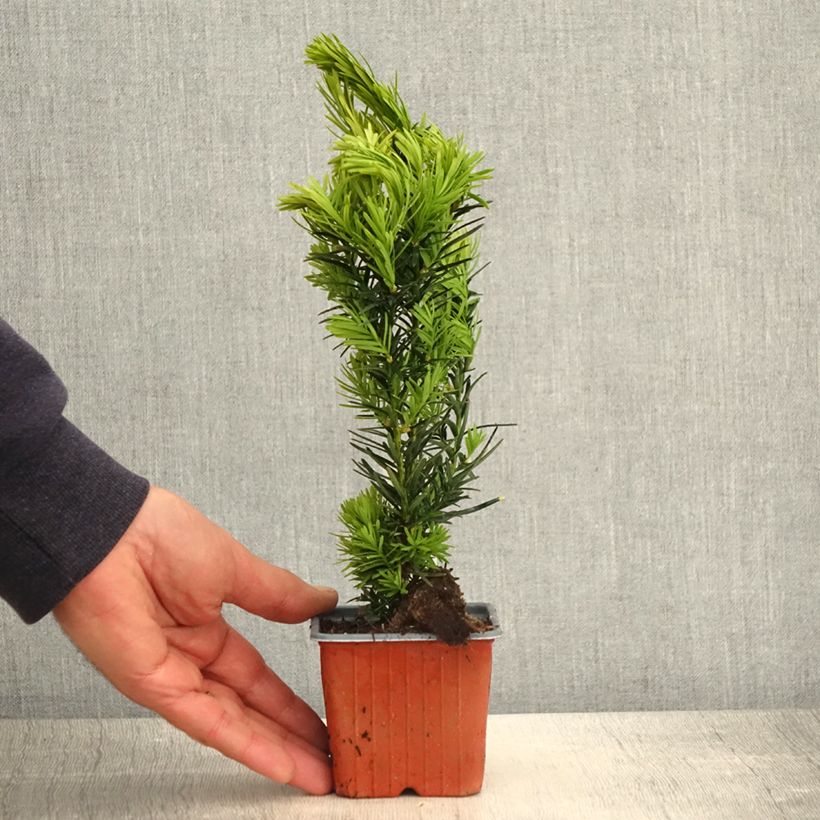 Taxus media Densiformis - If hybride - Godet de 8/9 cm esemplare consegnato in primavera