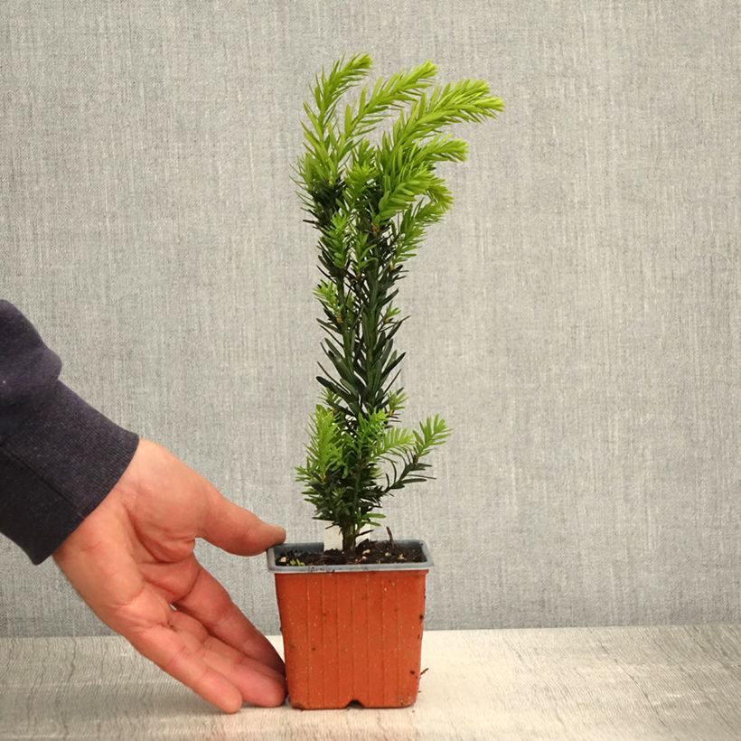 Taxus media Hillii - If hybride - Godet de 8/9 cm esemplare consegnato in primavera