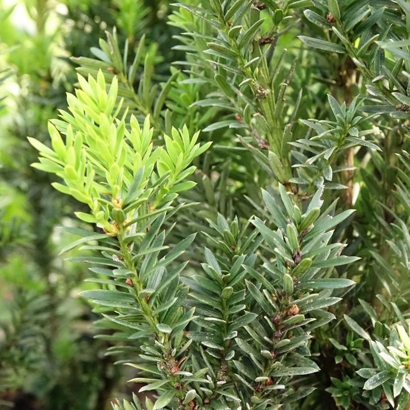 Taxus media Hillii - Tasso (Fogliame)