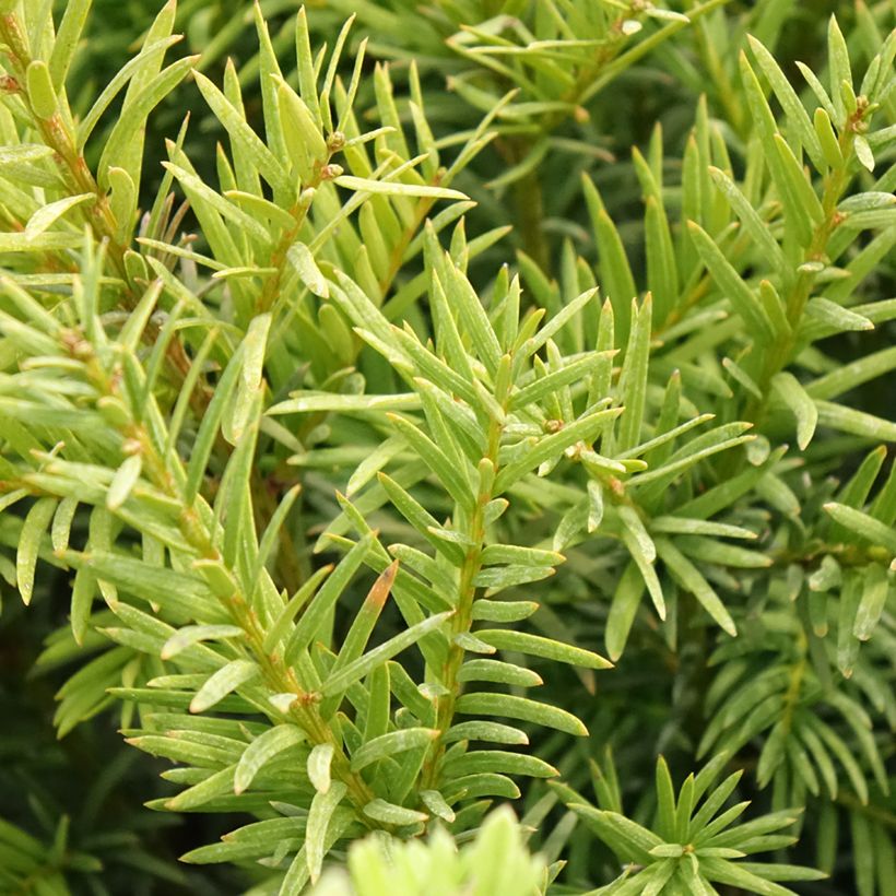 Taxus media Groenland - Tasso (Fogliame)