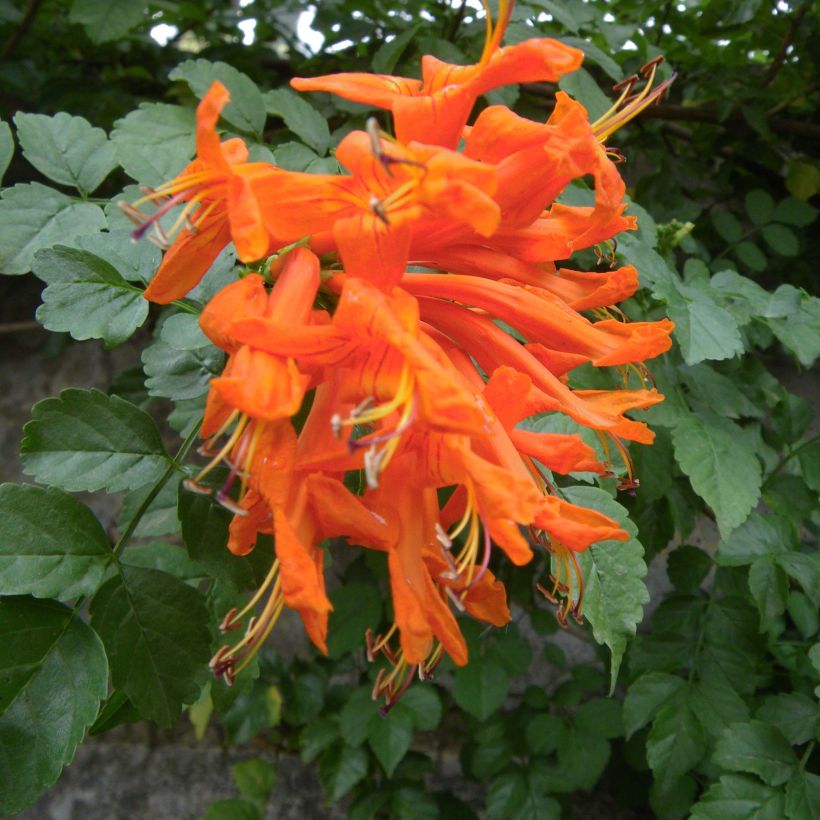 Tecoma capensis - Tecomaria del Capo (Fioritura)