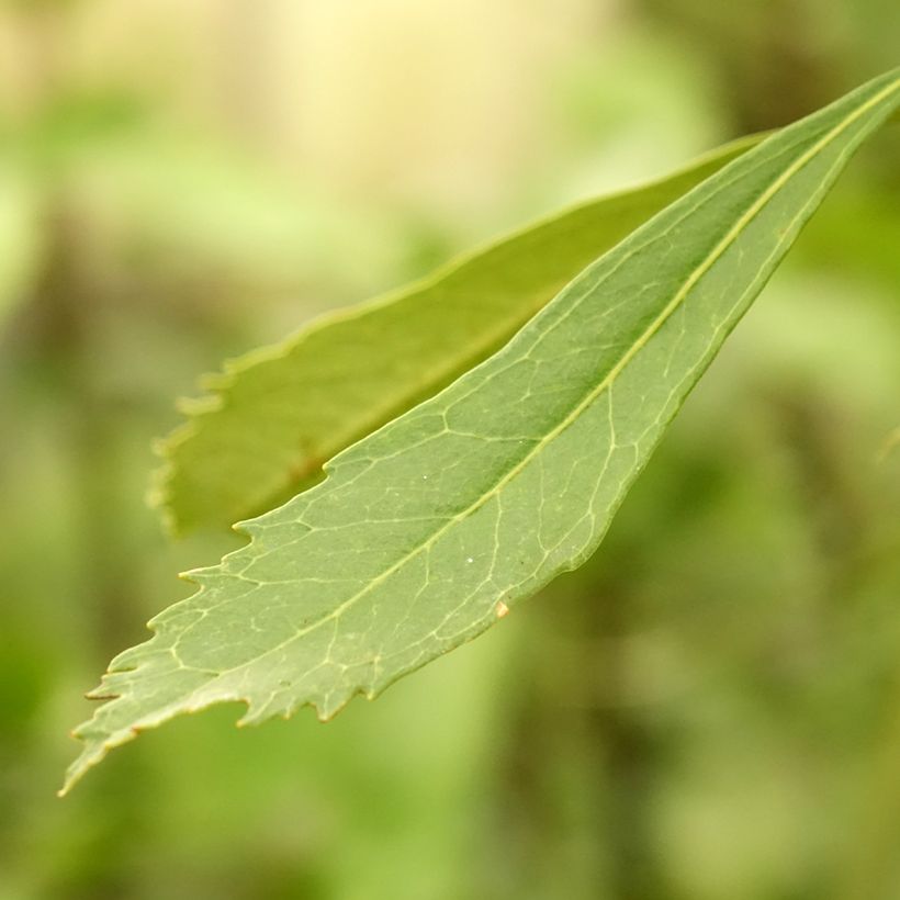 Telopea speciosissima White (Fogliame)