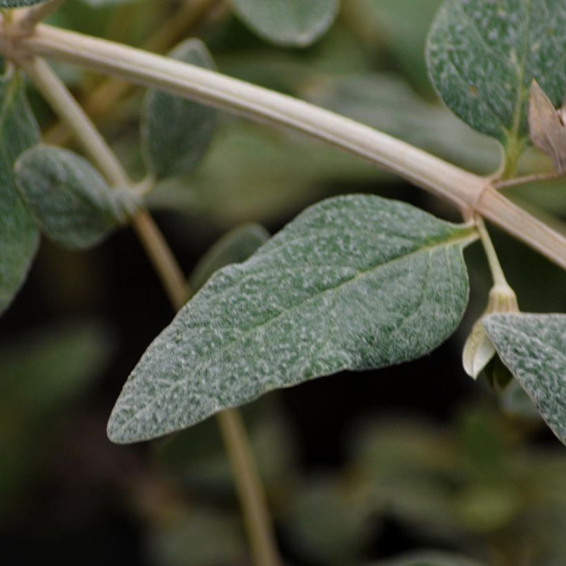 Teucrium fruticans Azureum (Fogliame)