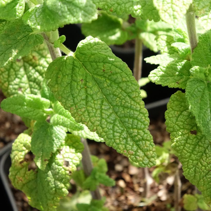 Teucrium hircanicum Paradise Delight - Camedrio iraniano (Fogliame)