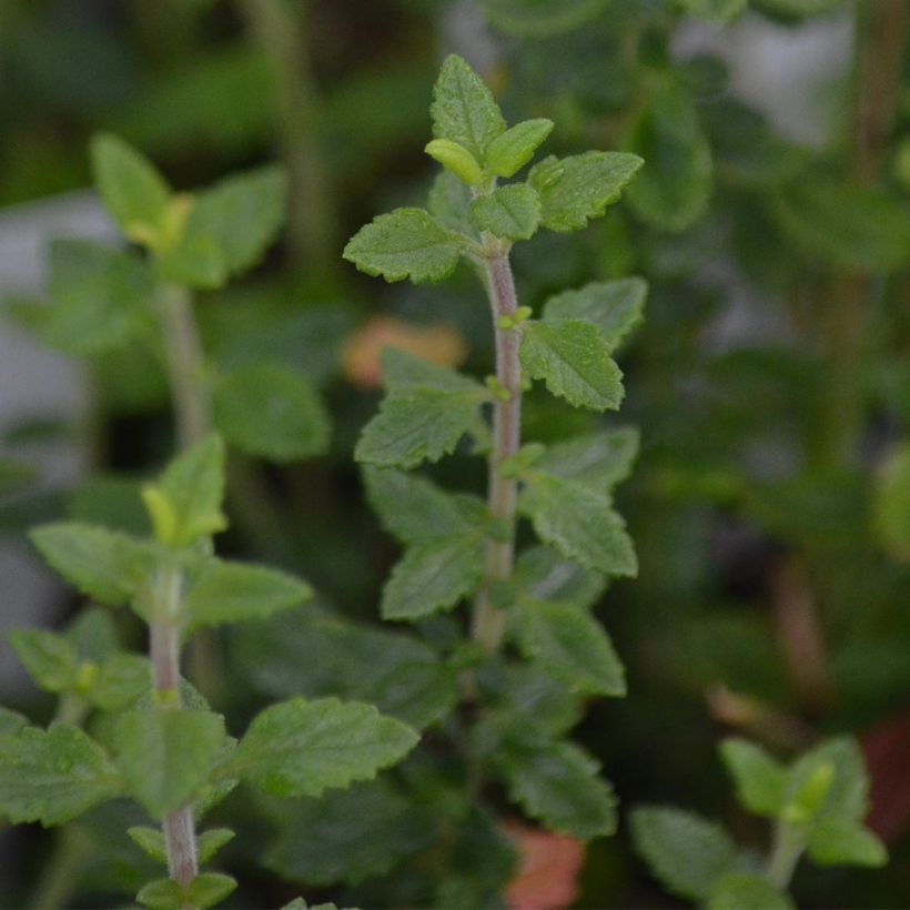 Teucrium lucidrys (Fogliame)