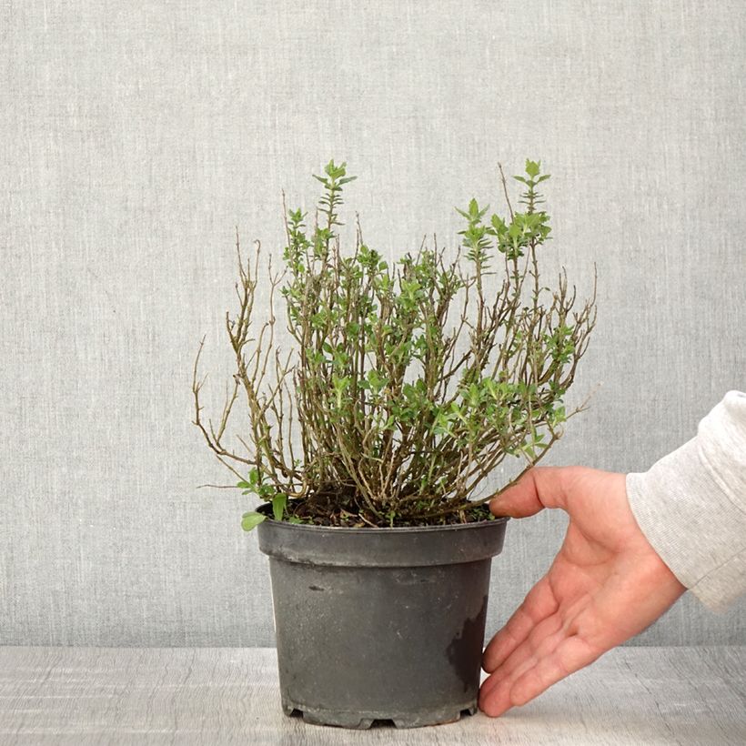 Teucrium lucidrys - Germandrée en pot de 2L/3L esemplare consegnato in primavera