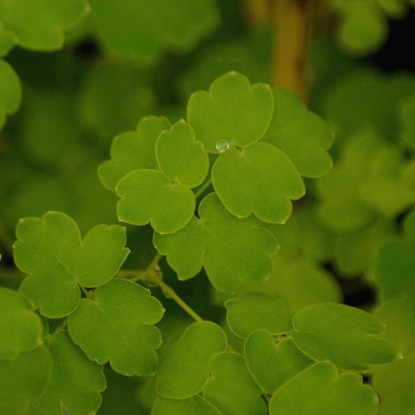 Thalictrum delavayi Album - Pigamo (Fogliame)