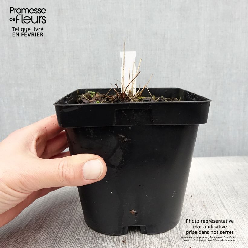 Thalictrum delavayi Album en pot 2/3L esemplare consegnato in inverno