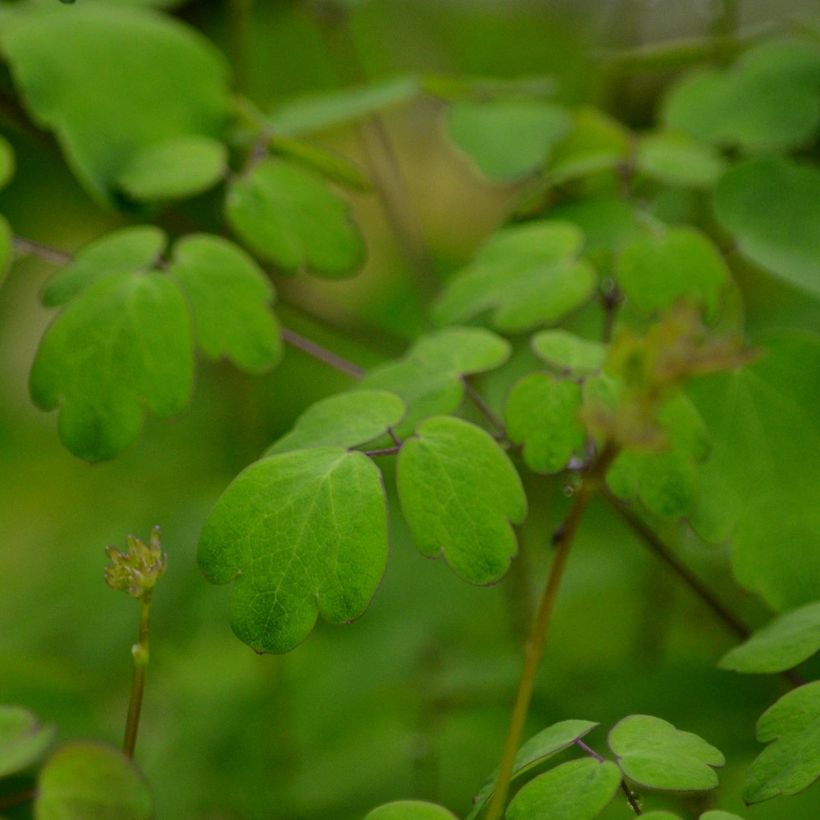 Thalictrum delavayi Hewitt's double - Pigamo (Fogliame)