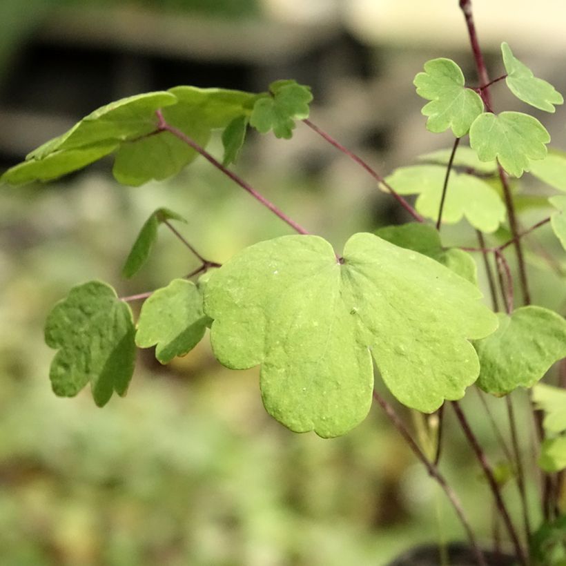 Thalictrum Purplelicious - Pigamo (Fogliame)