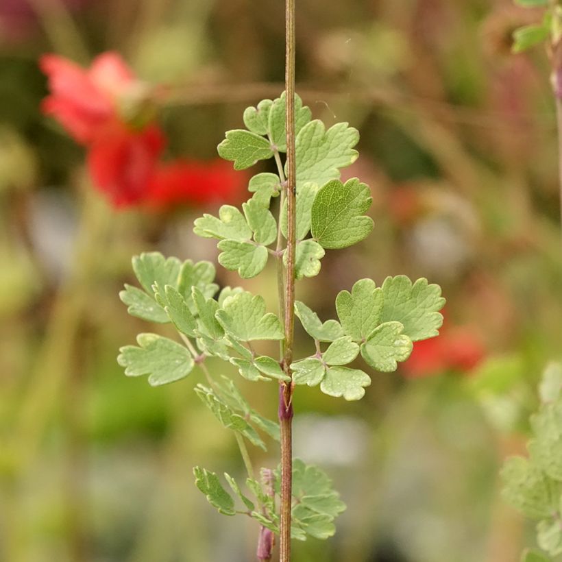 Thalictrum sphaerostachyum - Pigamo (Fogliame)