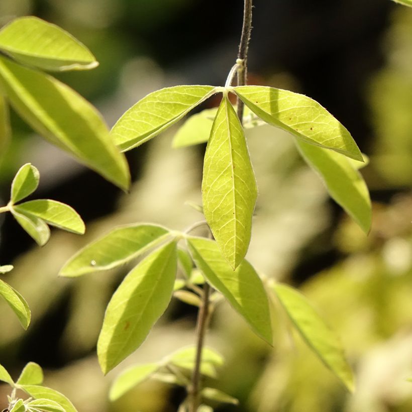 Thermopsis chinensis (Fogliame)