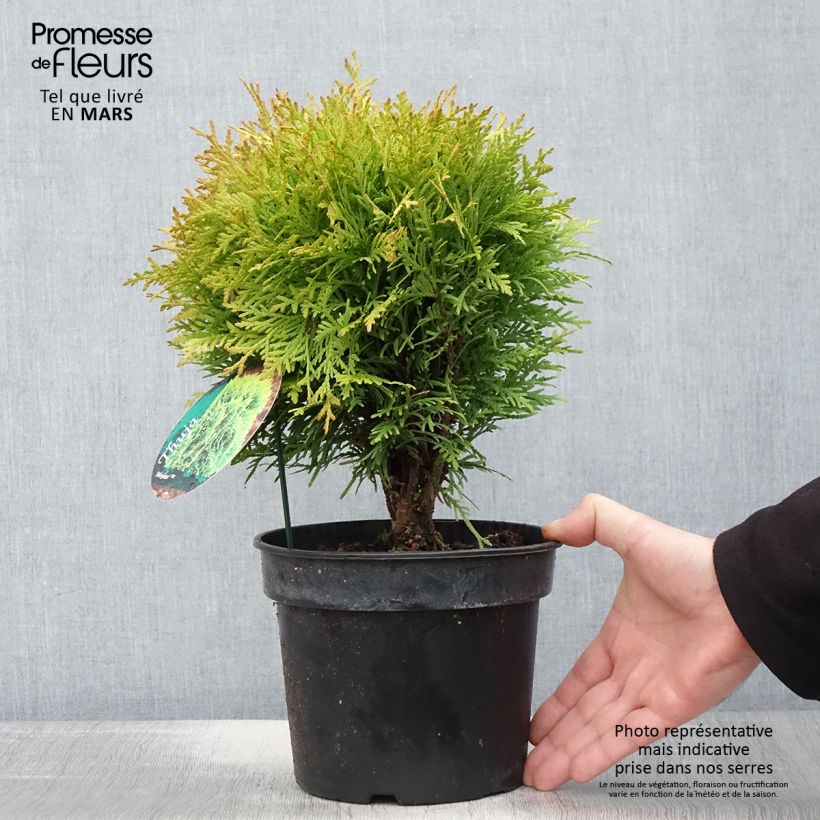 Thuja occidentalis Mirjam - Thuya du Canada en pot de 2l/3l esemplare consegnato in primavera