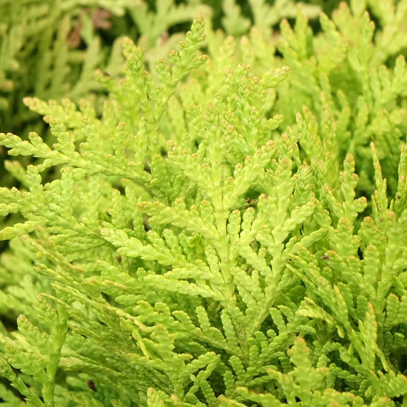 Thuja occidentalis Mirjam - Tuia occidentale (Fogliame)