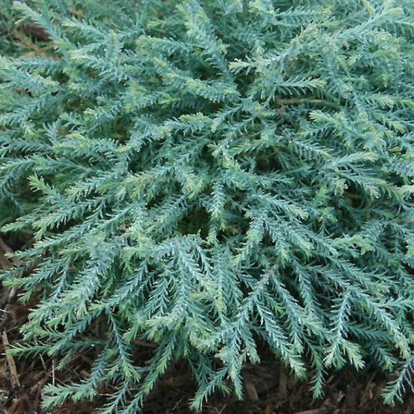 Thuja occidentalis Pancake Concesarini - Tuia occidentale (Fogliame)