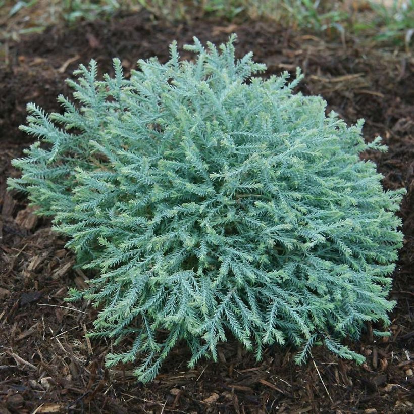 Thuja occidentalis Pancake Concesarini - Tuia occidentale (Porto)