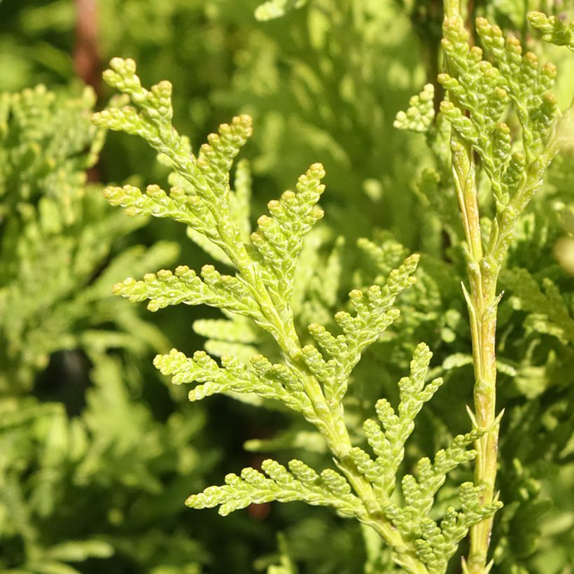 Thuja plicata Can-can - Tuia plicata (Fogliame)