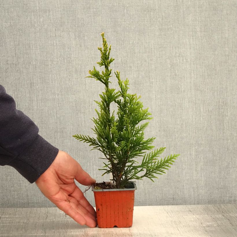 Thuja plicata Can-Can - Thuya compact - Godet de 8/9 cm esemplare consegnato in primavera