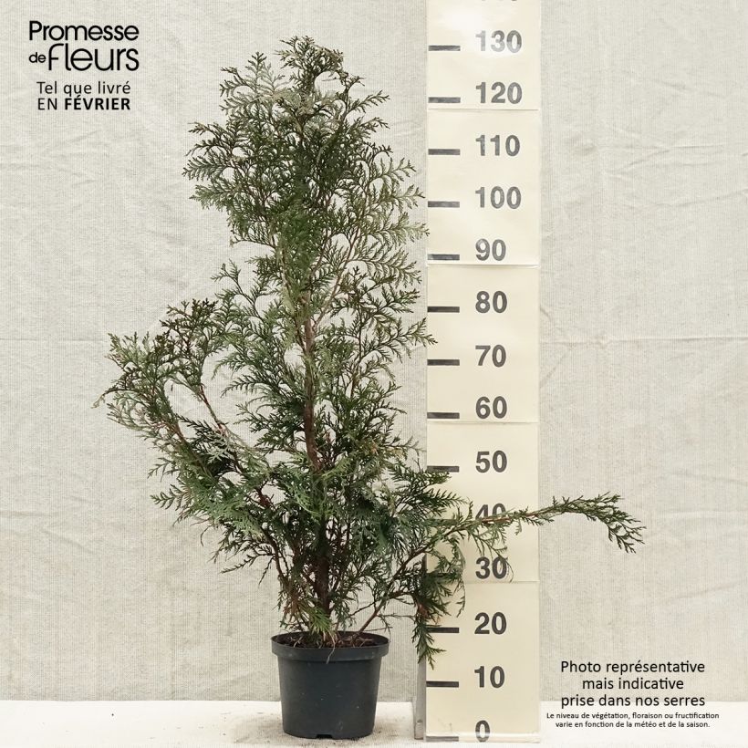 Thuja plicata Excelsa en pot de 2/3L esemplare consegnato in inverno