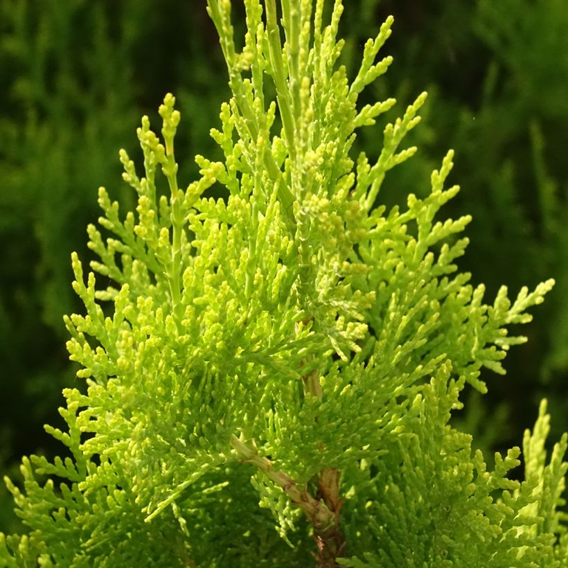 Thuja orientalis Pyramidalis Aurea - Tuia chinese (Fogliame)