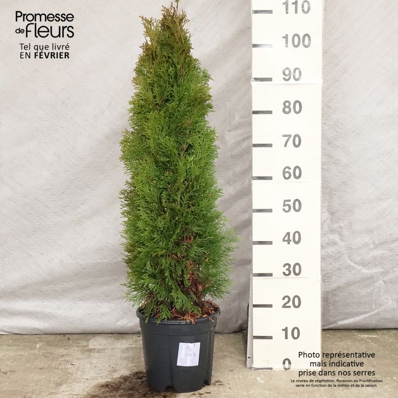 Thuya du Canada - Thuja occidentalis Smaragd 100/+ cm en pot de 10L esemplare consegnato in inverno