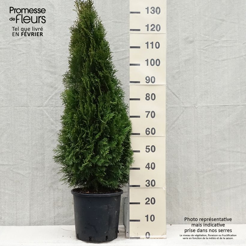 Thuya du Canada - Thuja occidentalis Smaragd 150cm+ en pot de 15L esemplare consegnato in inverno