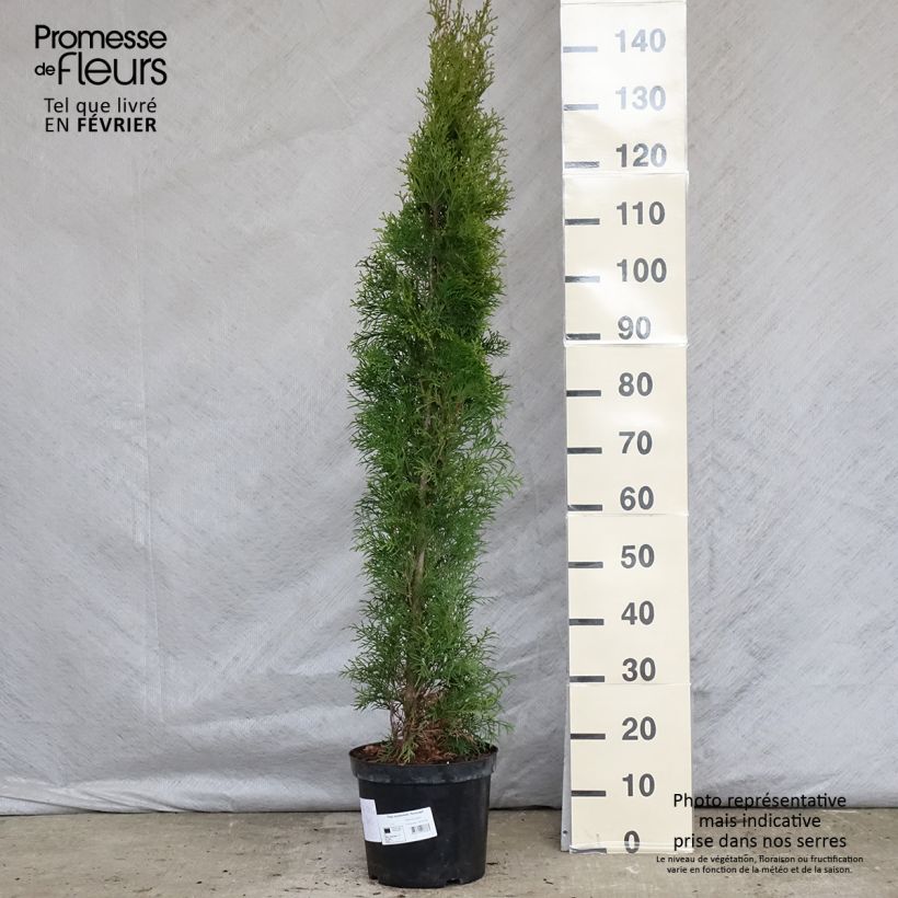 Thuya du Canada - Thuja occidentalis Smaragd 80/100cm en pot de 7,5L esemplare consegnato in inverno