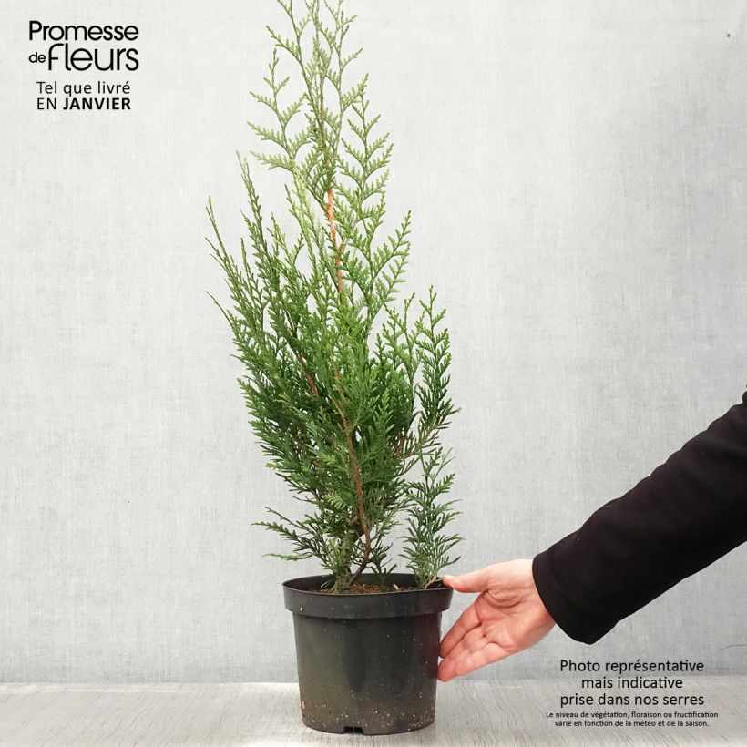 Thuya pour haie - Thuja plicata Atrovirens 70/80cm en pot de 4 à 5L esemplare consegnato in inverno