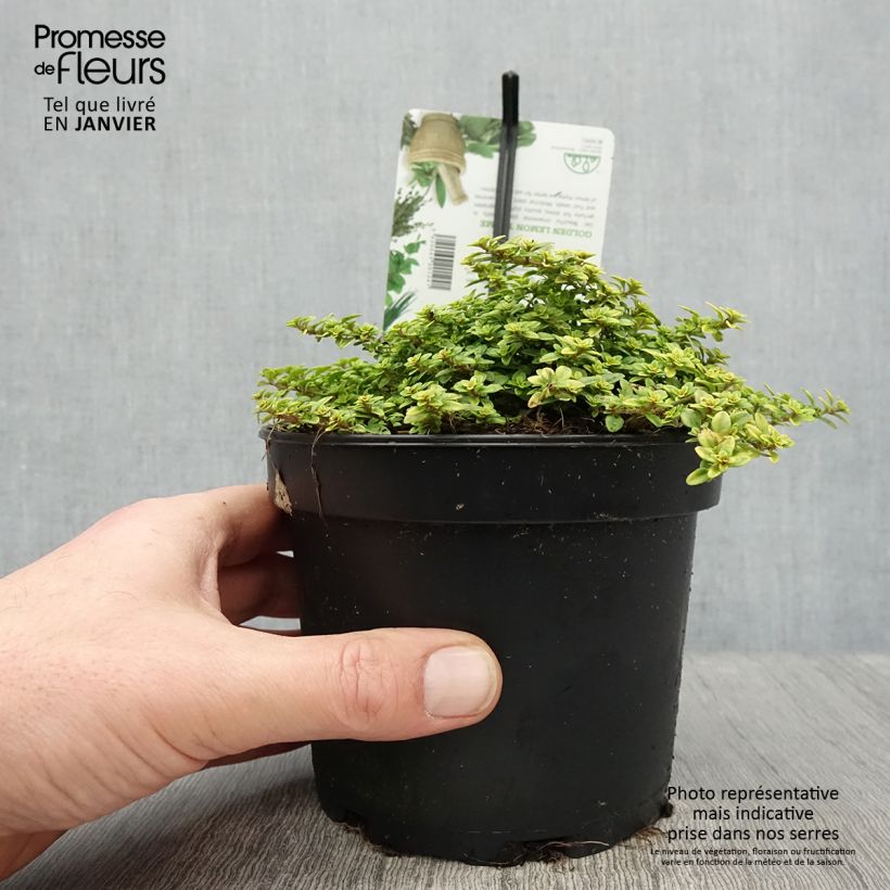 Thym citron Bertram Anderson - Thymus citriodorus Pot de 1.5L/2L esemplare consegnato in inverno