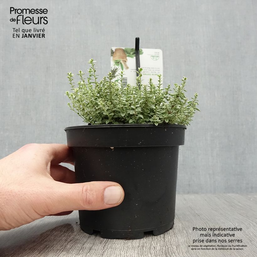 Thym citron panaché - Thymus citriodorus Silver Queen Pot de 1.5L/2L esemplare consegnato in inverno