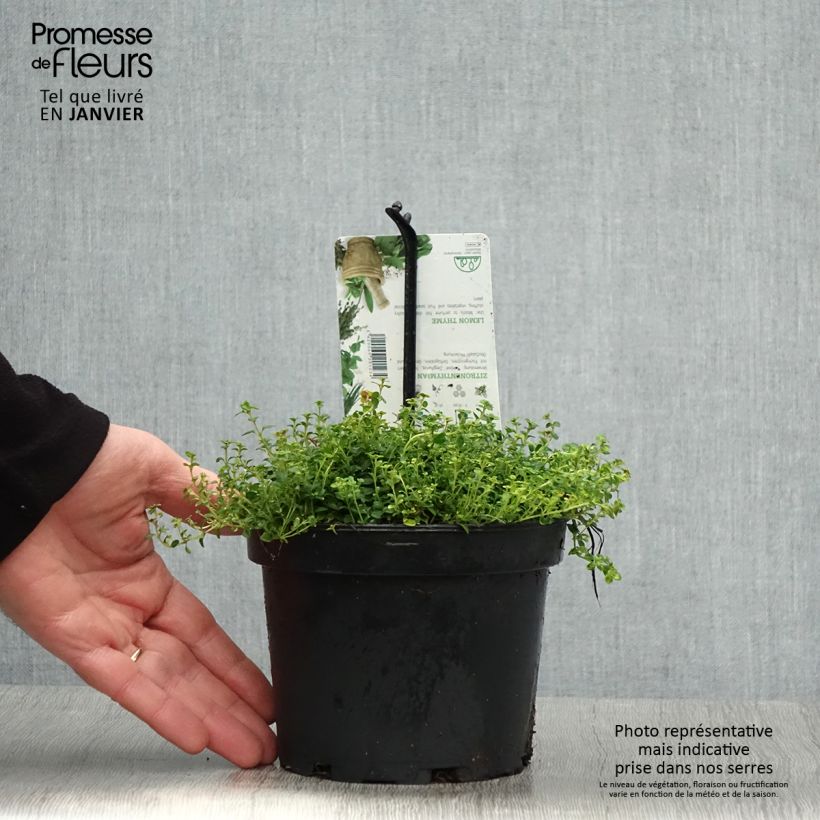 Thym hybride Doone Valley - Thymus (x) citriodorus Pot de 1.5L/2L esemplare consegnato in inverno