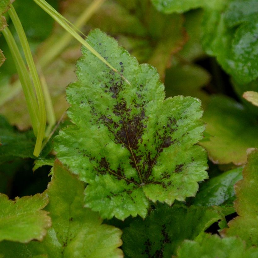 Tiarella Tiger Stripe (Fogliame)