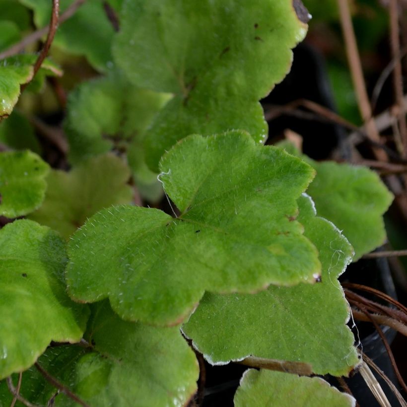 Tiarella wherryi (Fogliame)