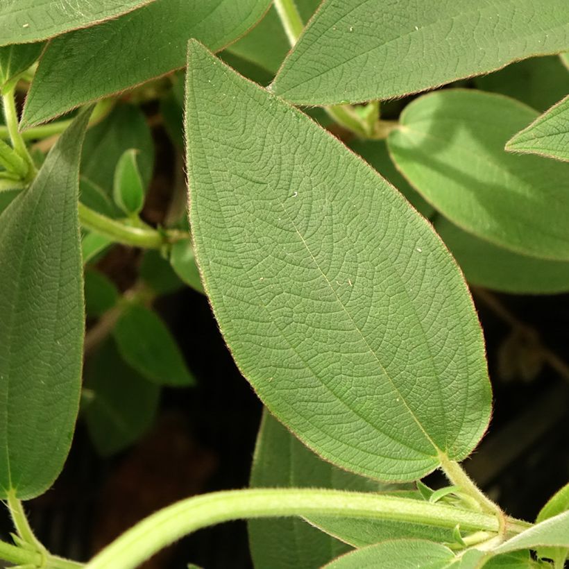 Tibouchina urvilleana Edwardsii (Fogliame)