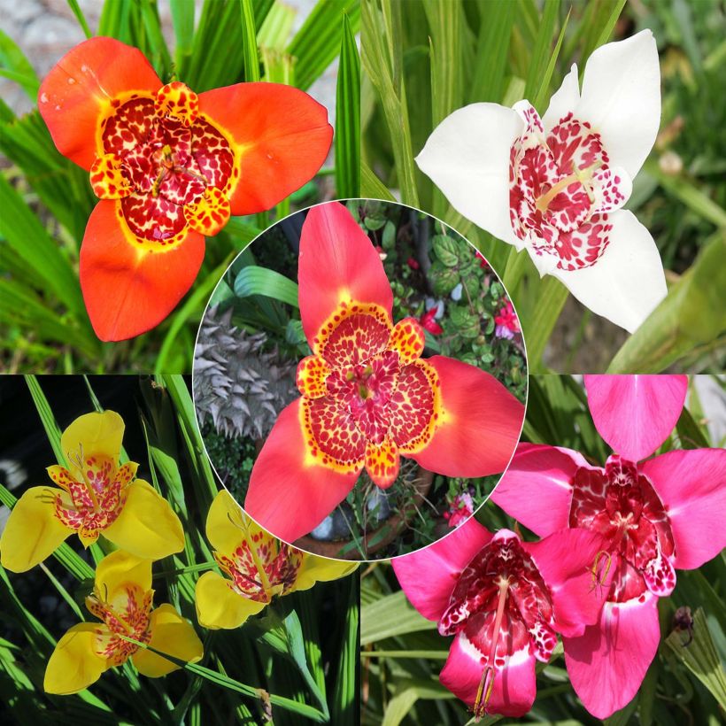 Tigridia pavonia Mix (Fioritura)