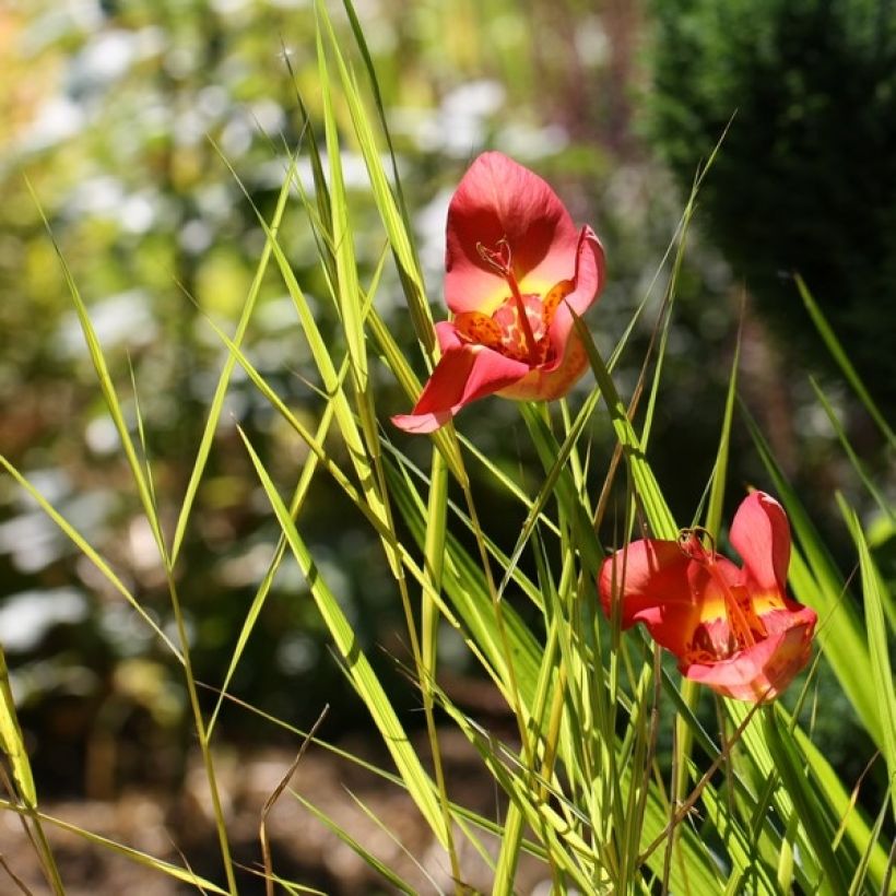 Tigridia pavonia Speciosa (Porto)