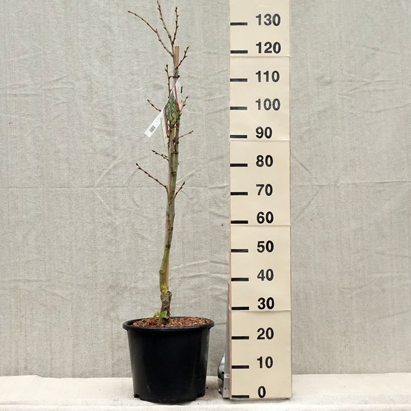 Tilleul de Henry - Tilia henryana Pot de 7.5L/10L esemplare consegnato in primavera